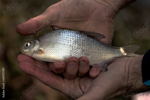 Fototapeta Naklejka Na Ścianę i Meble -  A Small Freshwater Bream in the Hands of the Angler Who Caught it
