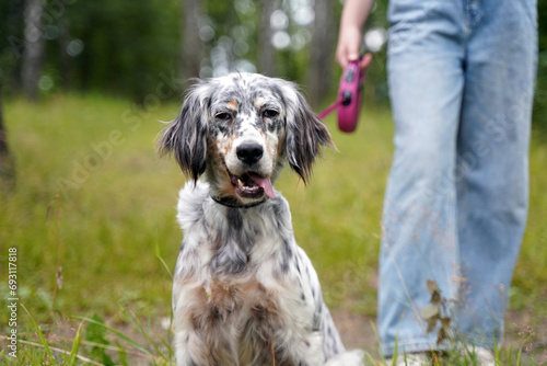 Cuadro en lienzo A setter dog walks on a leash with a girl