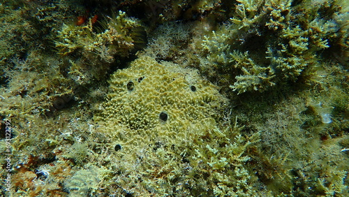 Variable loggerhead sponge (Ircinia variabilis) undersea, Aegean Sea, Greece, Halkidiki photo