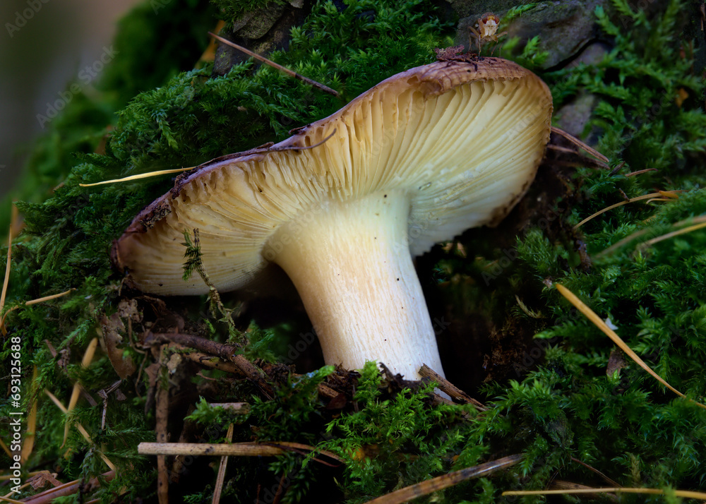 A Macro Photograph of a Rusula Mushroom Growing Through Liken in a Forest. A Macro Photograph of a Rusula Mushroom Growing Through Liken in a Forest.