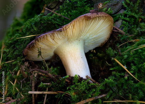 A Macro Photograph of a Rusula Mushroom Growing Through Liken in a Forest.