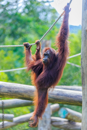 orangutans or pongo pygmaeus is the only asian great found on the island of Borneo and Sumatra