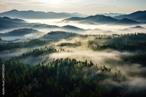Aerial View Of Fog Over Pine Forest Mysterious, Atmospheric Scenery