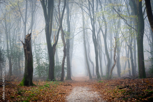 Path in a misty forest at autumn
