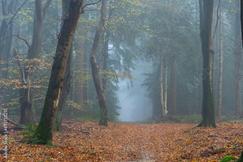 Cold misty morning in an autumn forest  kind of spooky.