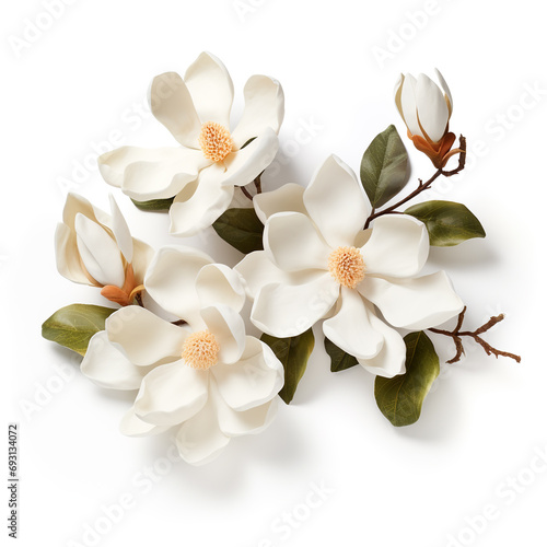 magnolia sprig with blooming flowers on a white background