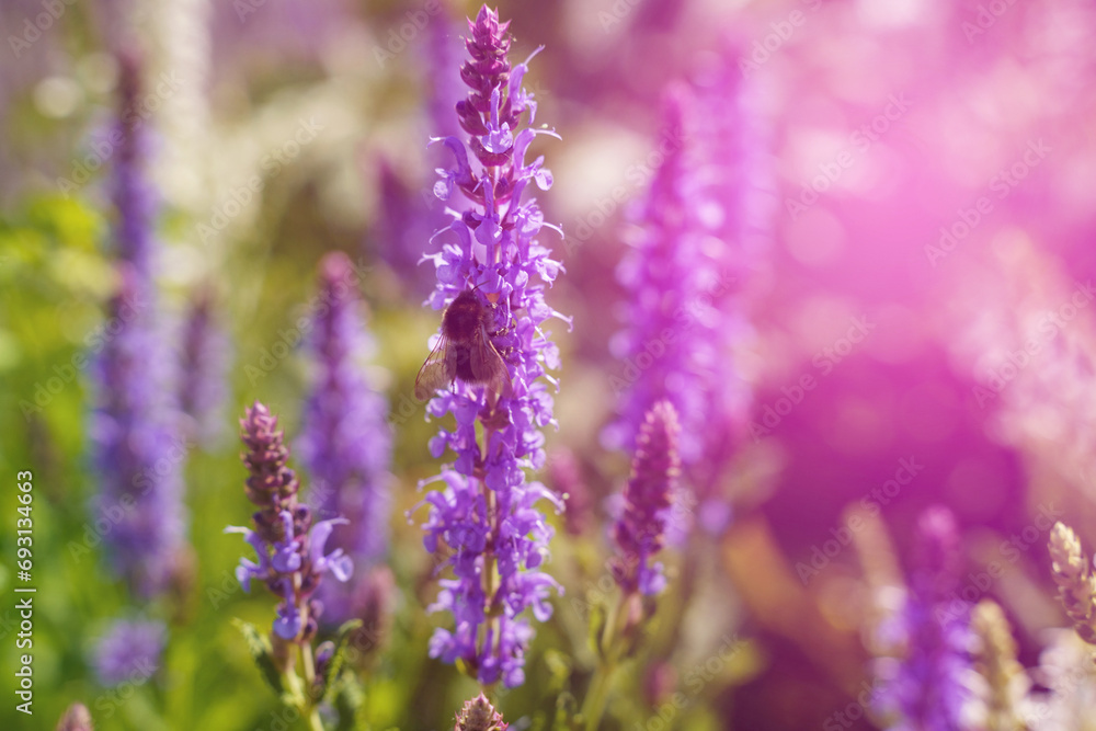 Blooming sage is pollinated by a bumblebee. Blooming sage is pollinated by a bumblebee.