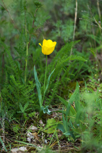 Wild red and yellow tulips blooming in a spring forest. Selective focus.Vertical orientation.