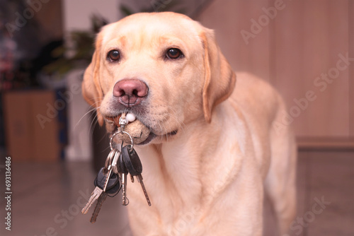 Blonde Labrador holds a bunch of keys in her mouth