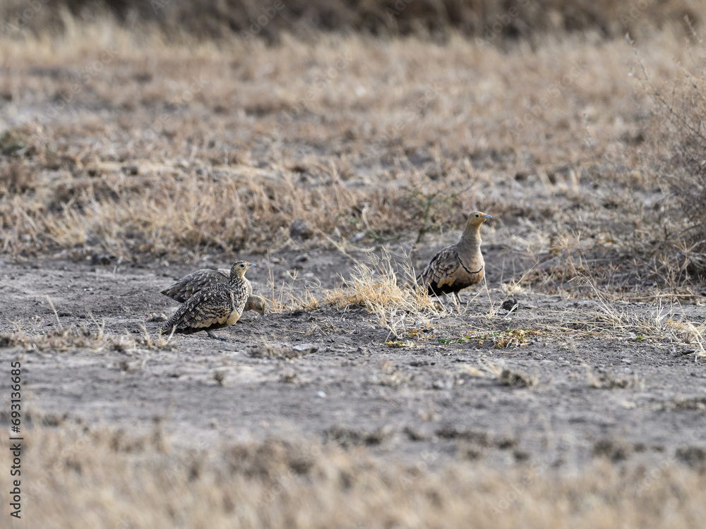 Two Yellow-throated Sandgrouse standing on dry grass in savannah of Tanzania Two Yellow-throated Sandgrouse standing on dry grass in savannah of Tanzania