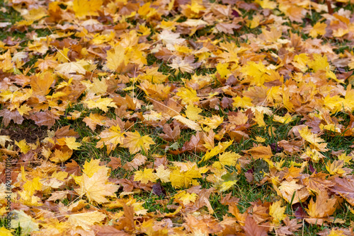 A visual feast of colorful leaves falling on tree branches or on the ground in autumn