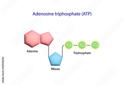 Adenosine Triphosphate (ATP) molecule. Adenine, Ribose and triphosphate. Energy production. Scientific Design. Vector Illustration. photo
