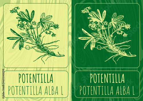 Vector drawings POTENTILLA. Hand drawn illustration. Latin name POTENTILLA ALBA L.

