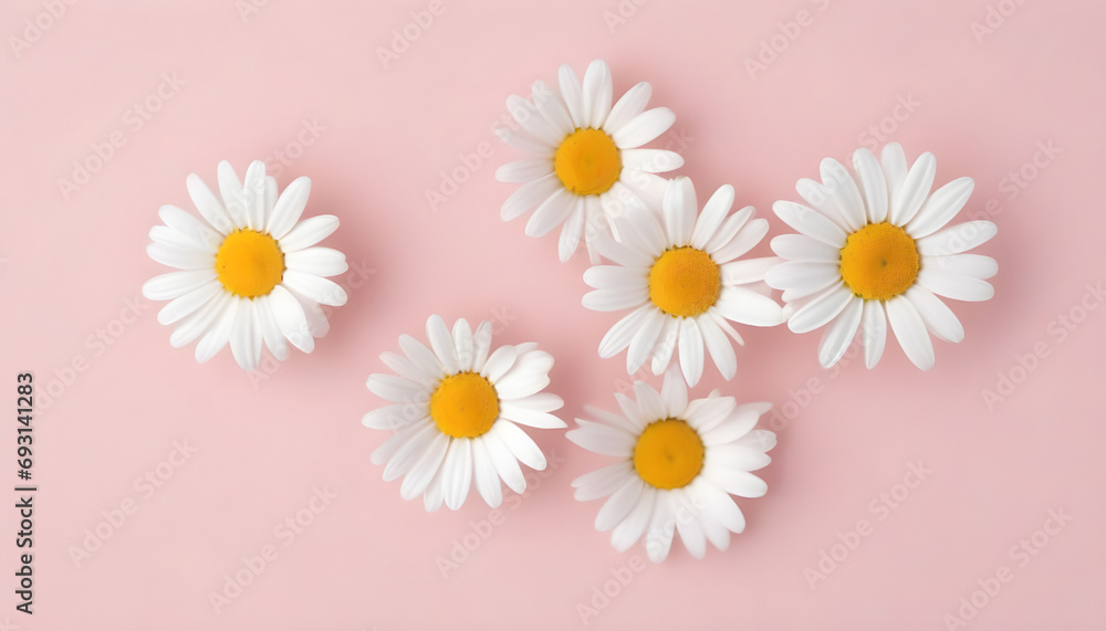 Obraz premium White daisies on a pink background. Flat lay, top view. Generative AI