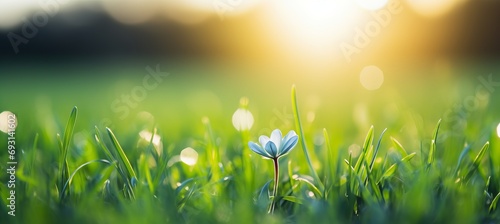 blooming young tree in lush green meadow during a bright spring easter sunrise with copy space photo