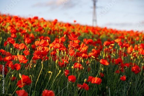 Endless Red Poppies at Sunset