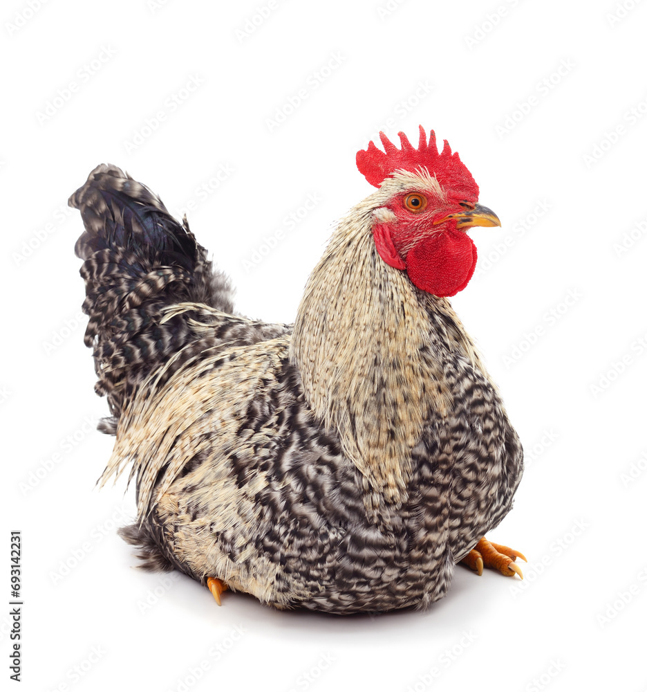 Fototapeta premium Small brown cock.