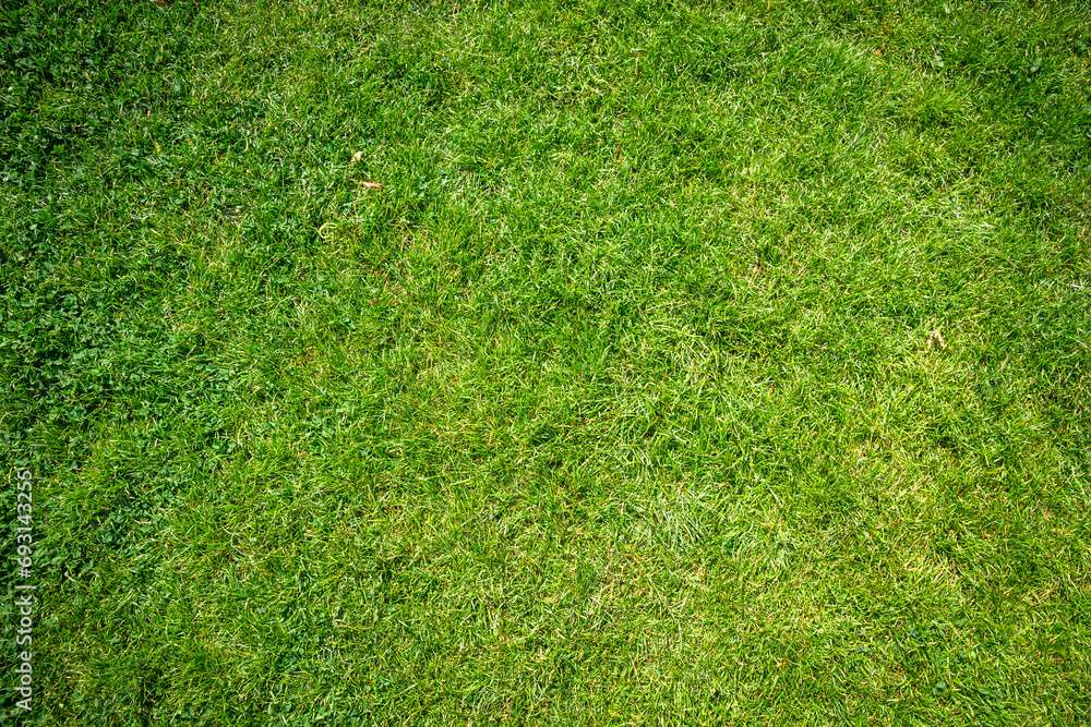 Fototapeta premium Green grass background texture