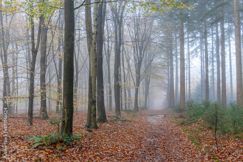 Footpath at a cold misty morning in an autumn-winter forest