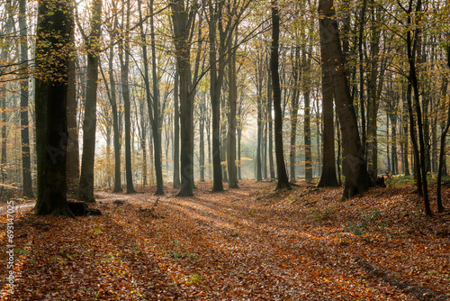 Brown carpet of fallen leaves in an autumn forest where the sun shines with beams of light