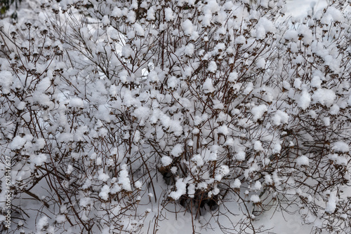 Spiraea betulifolia Tor under the snow photo