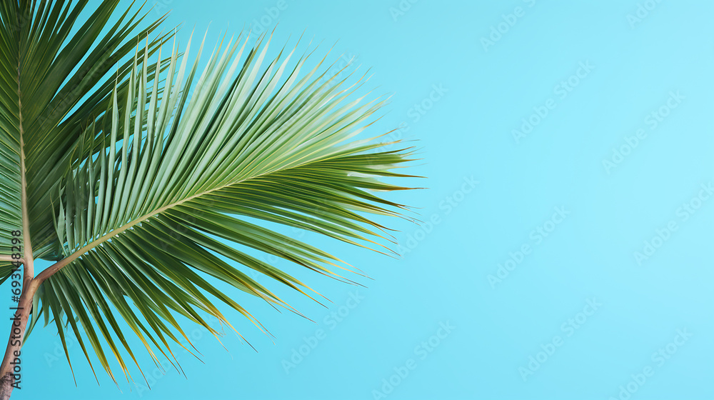 Palm tree in front of a fresh blue coloured background template 