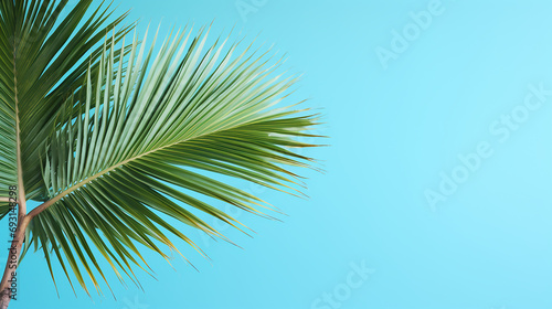 Palm tree in front of a fresh blue coloured background template  © KJ Photo studio