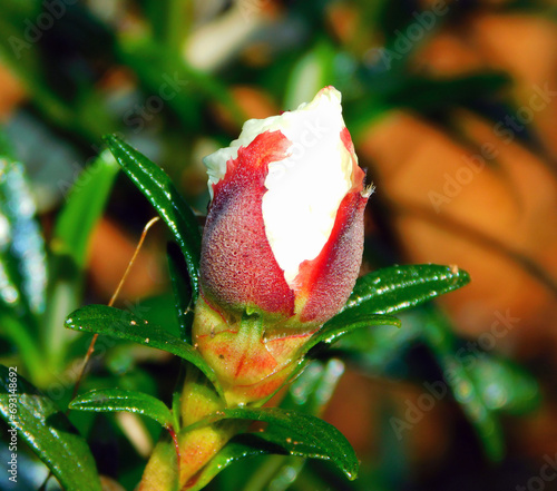 rockrose flower on a macro in wild photo