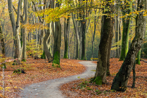 In a colorful autumn forest a cycle path winds.