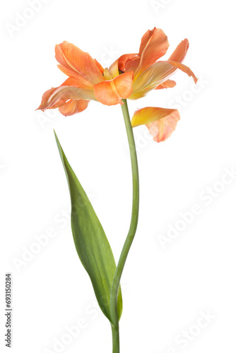 Bright yellow-orange tulip flower  isolated on white background.