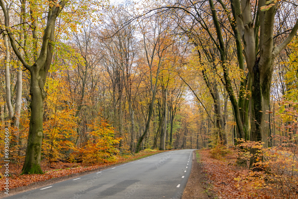 Highway between the beautiful autumn trees.