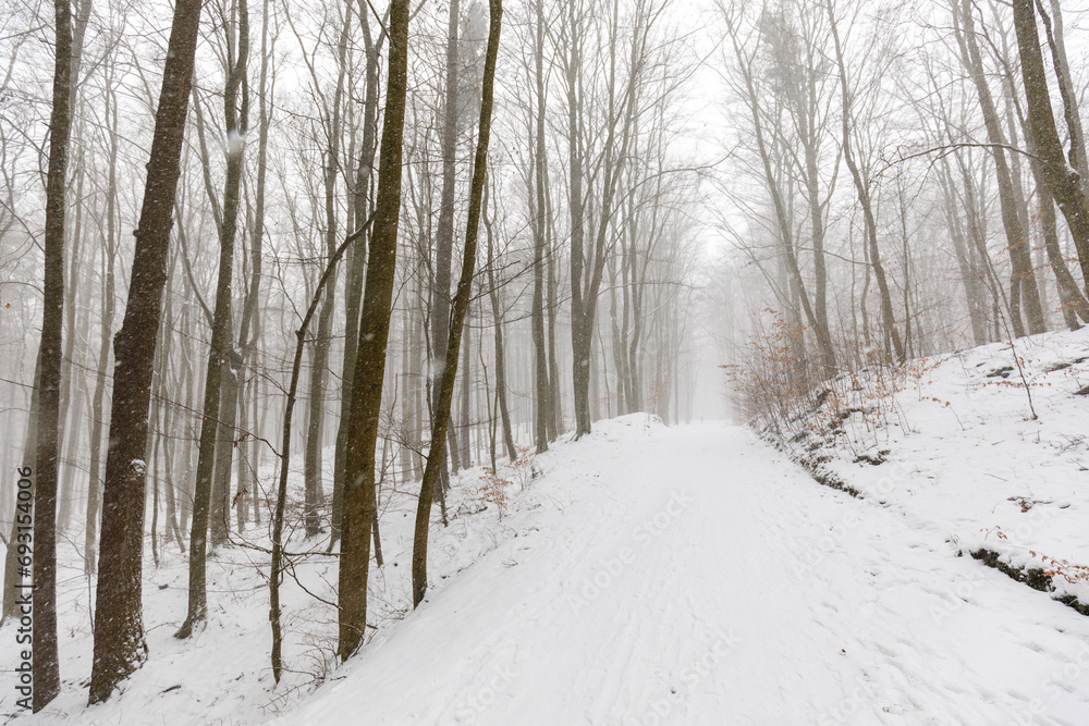 Winter's Veil in Trójmiejski Park, Near Gdynia Winter's Veil in Trójmiejski Park, Near Gdynia