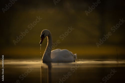 swan on the sunset