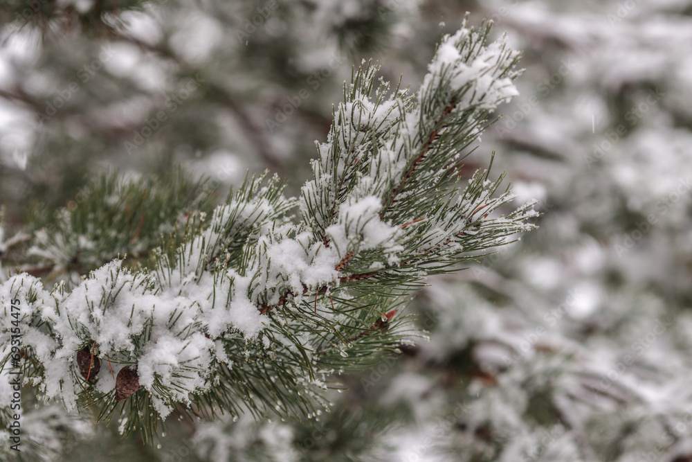 Close-up of snow covered pine tree. Happy New Year  and Christmas celebration concept.