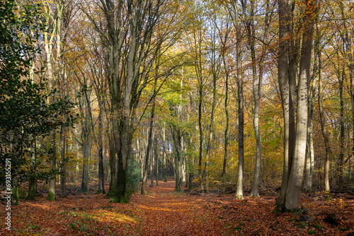 Autumn forest with warm yellow colors and beech trees.
