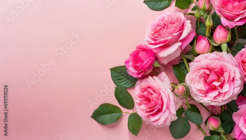 beautiful pink roses blooming on pink background with copy space