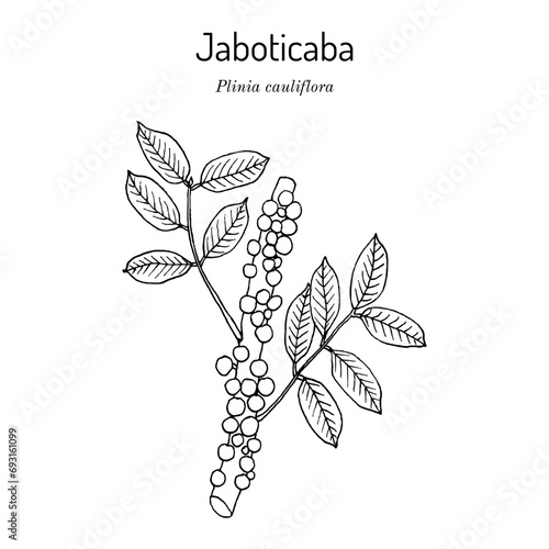 Brazilian grapetree, or jaboticaba (Plinia cauliflora), edible and medicinal plant photo