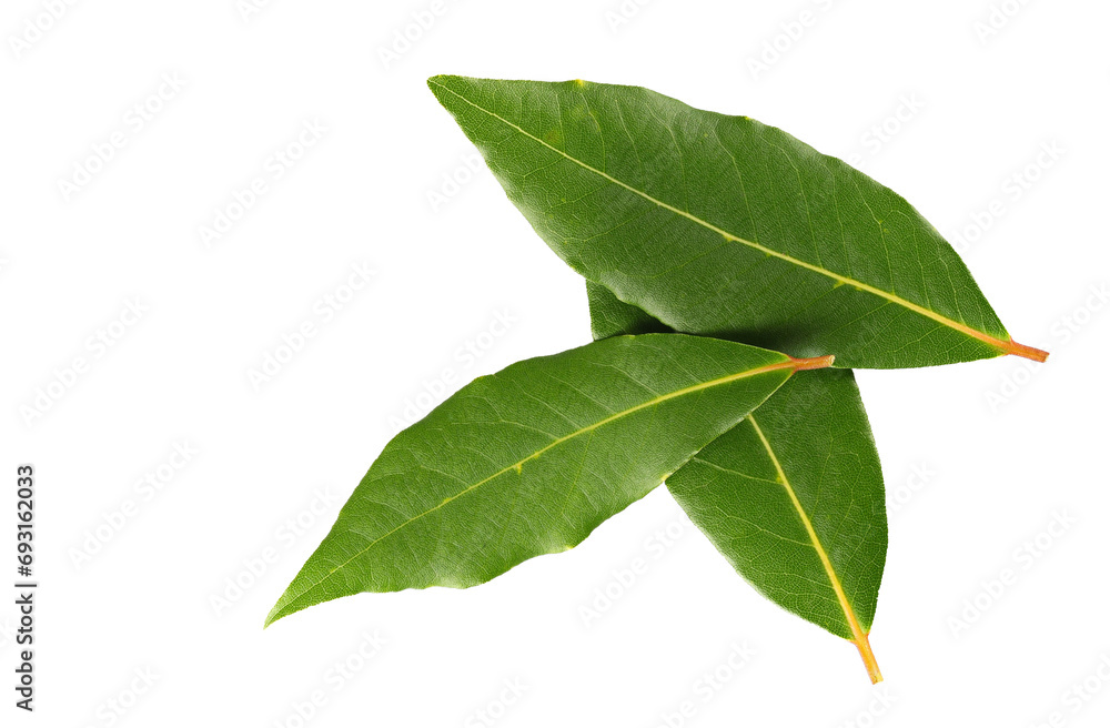 Fresh green bay leaves isolated on white, top view  - obrazy, fototapety, plakaty 