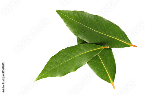 Obraz na plátně Fresh green bay leaves isolated on white, top view