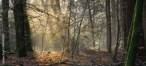 Fototapeta Naklejka Na Ścianę i Meble -  Moody autumn forest where the sun shines through some mist.