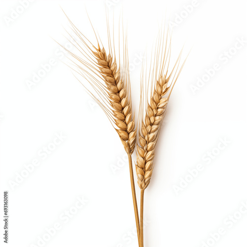 Close up of wheat stalk isolated background photo