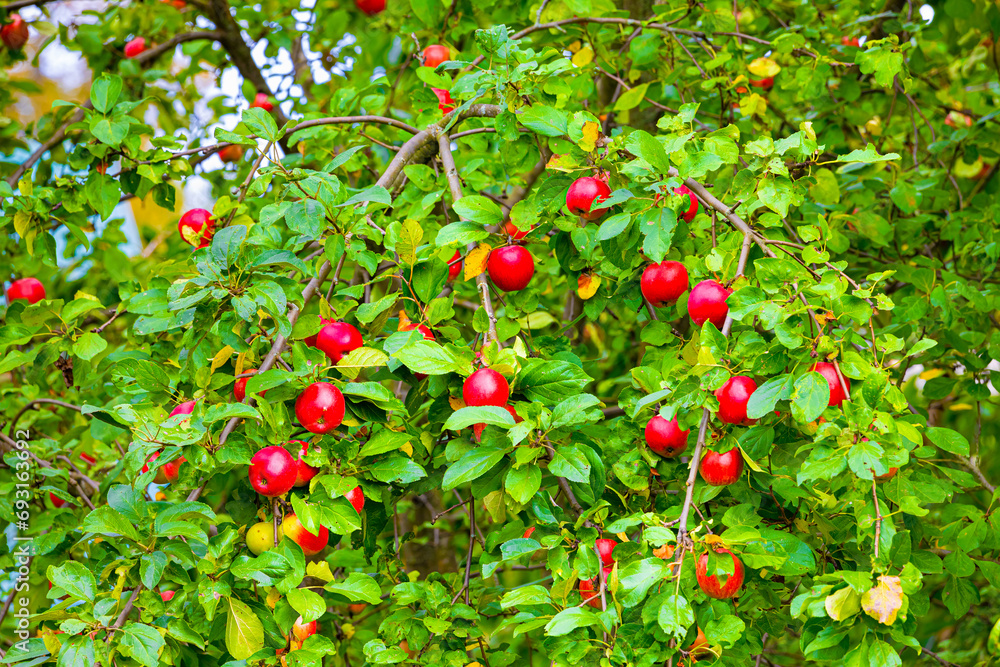beautiful red apple on a tree branch