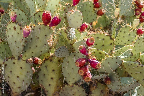 Obraz na plátne Close up of a prickly pear cactus with red fruits