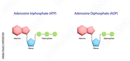 Adenosine Triphosphate (ATP) molecule. Adenosine Diphosphate (ADP). Adenine, Ribose and phosphate. Energy production. Scientific Design. Vector Illustration.
