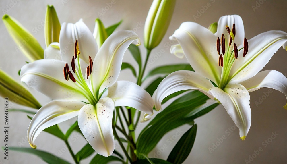 beautiful white lilies on light background symbol of gentleness purity and virtue closeup digital ai