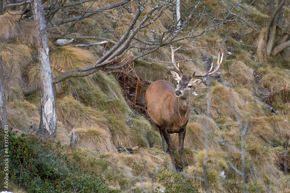 Red deer stag (Cervus elaphus) taken in an alpine forest in wintertime. Imposing male red deer grazing on a steep grassland. Alps, Itay.