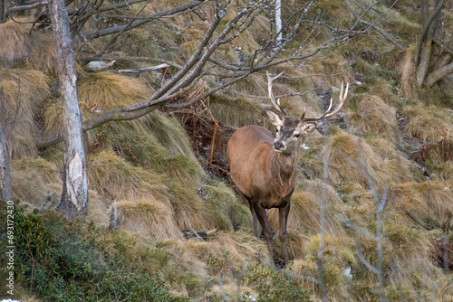 Obraz na płótnie Red deer stag (Cervus elaphus) taken in an alpine forest in wintertime. Imposing male red deer grazing on a steep grassland. Alps, Itay. w salonie