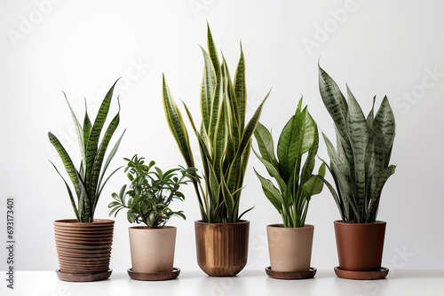 Plants in a pot.Background