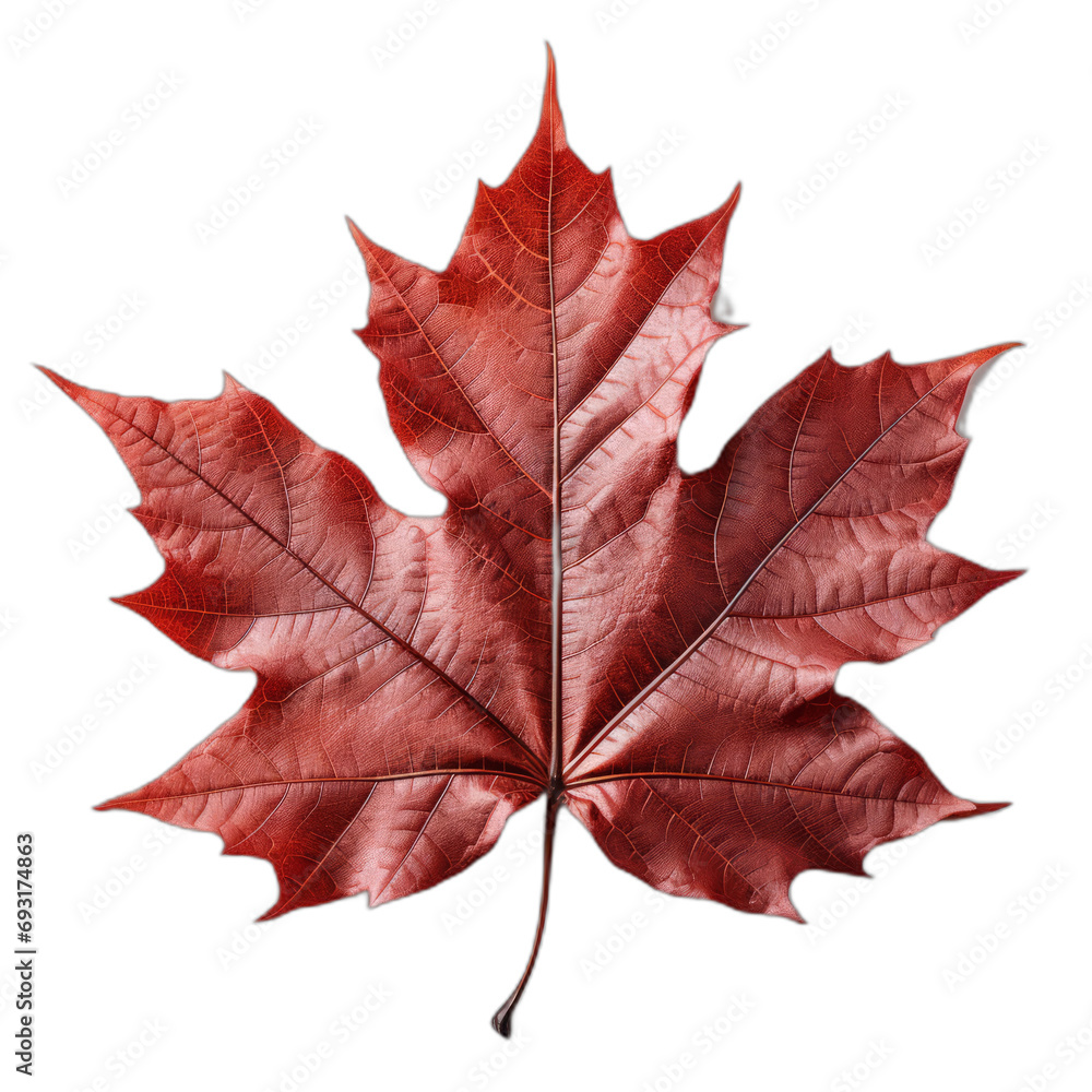 Red Maple Leaf on White Background Red Maple Leaf on White Background