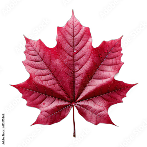 Red Maple Leaf on White Background